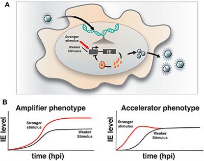 The HSV-1 ICP4 Transcriptional Auto-Repression Circuit Functions as a Transcriptional “Accelerator” Circuit